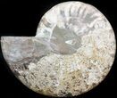 Cut Ammonite Fossil (Half) - Agatized #42511-1